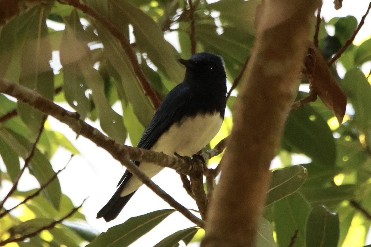 白腹琉璃 - ML645667651