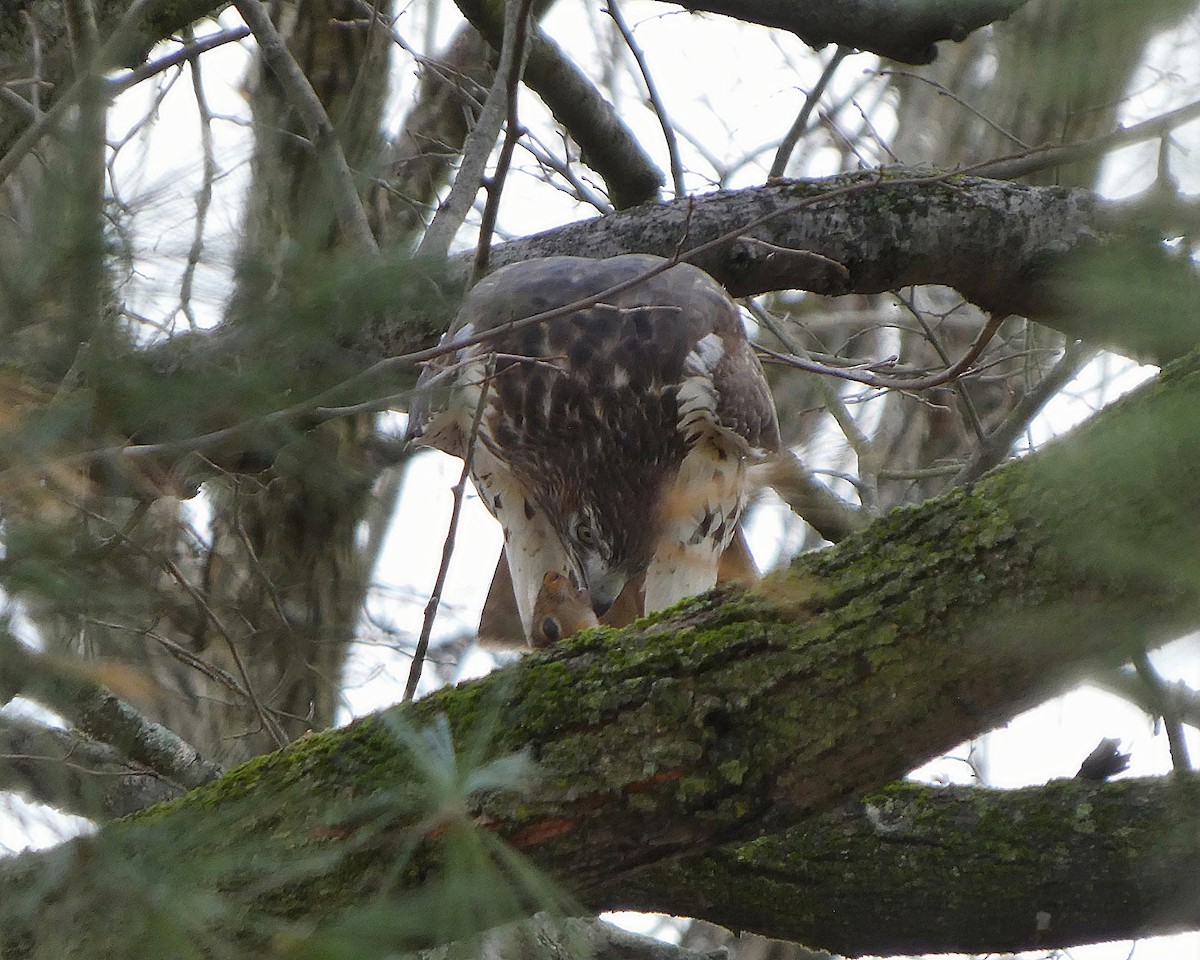 Red-tailed Hawk - ML645667654