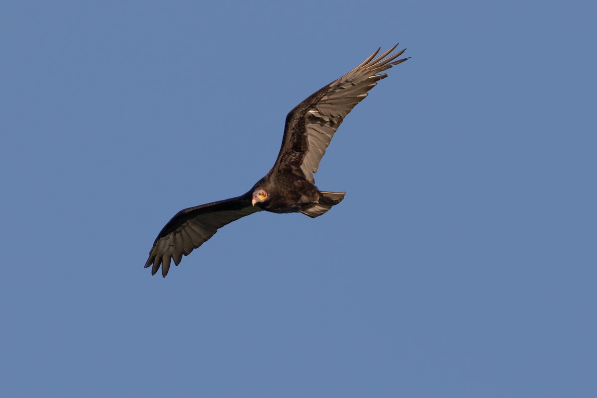 Lesser Yellow-headed Vulture - ML645667658