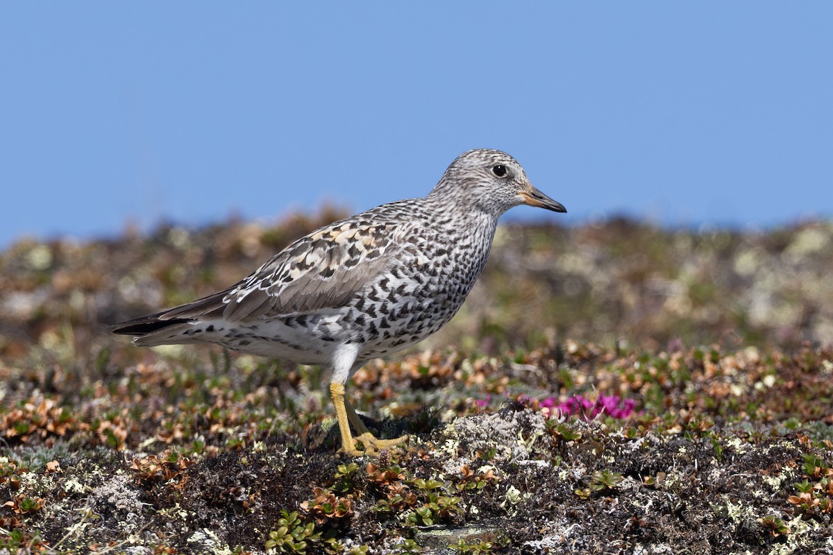 Бурунный песочник - ML645667665