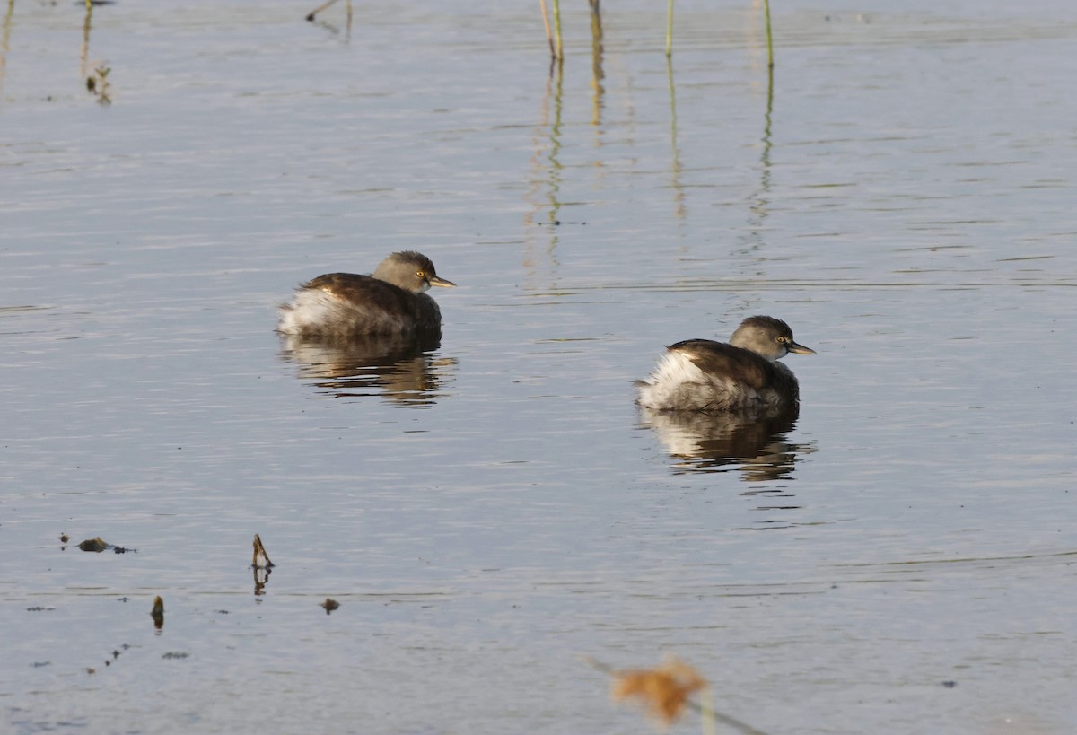 Least Grebe - ML645667668