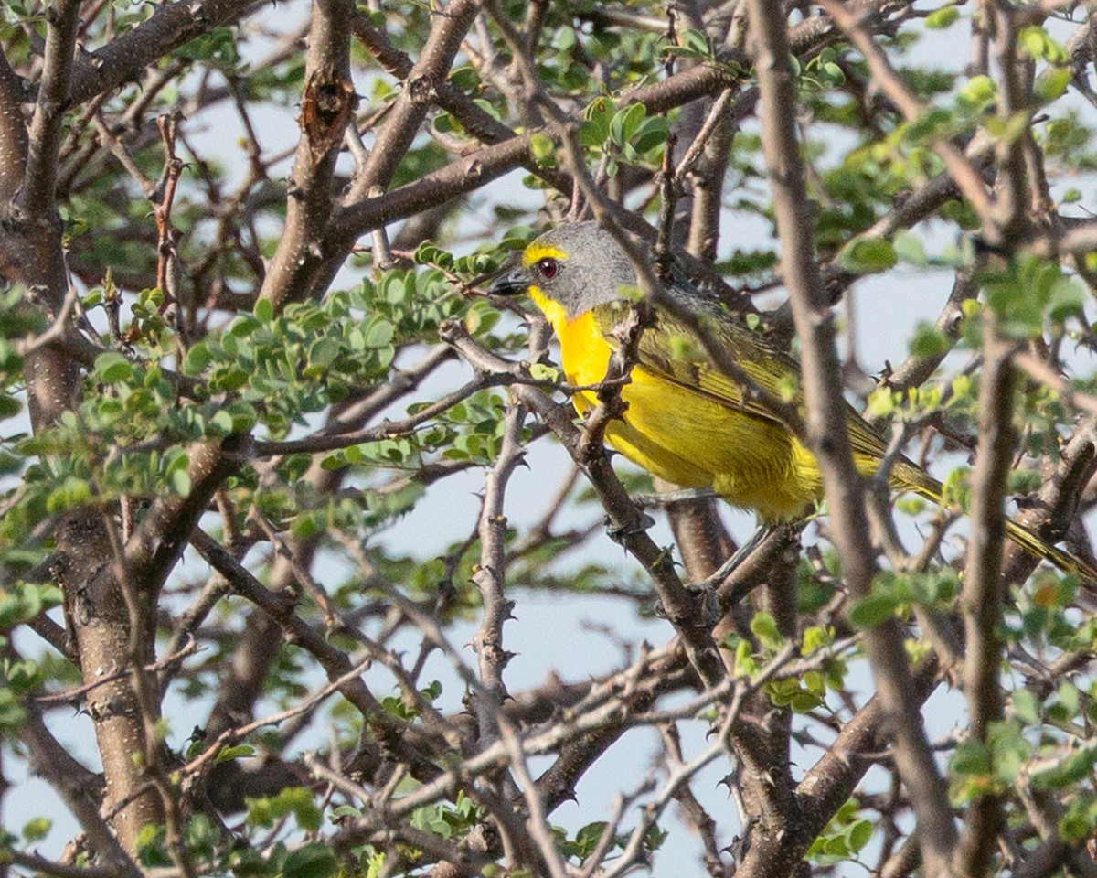 svovelbuskvarsler - ML645667672