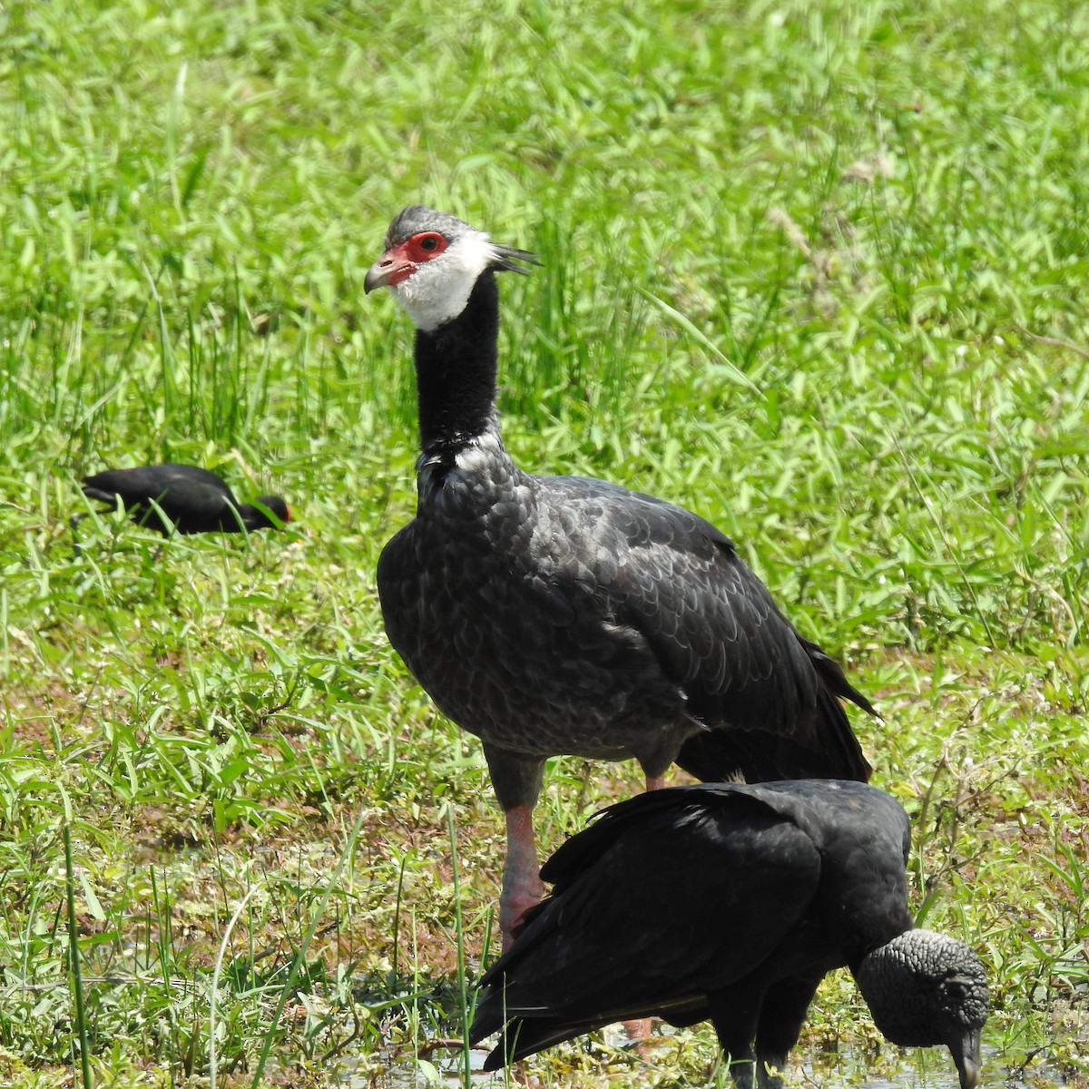 Northern Screamer - ML645667673