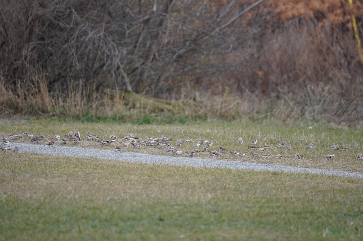Plectrophane des neiges - ML645667675