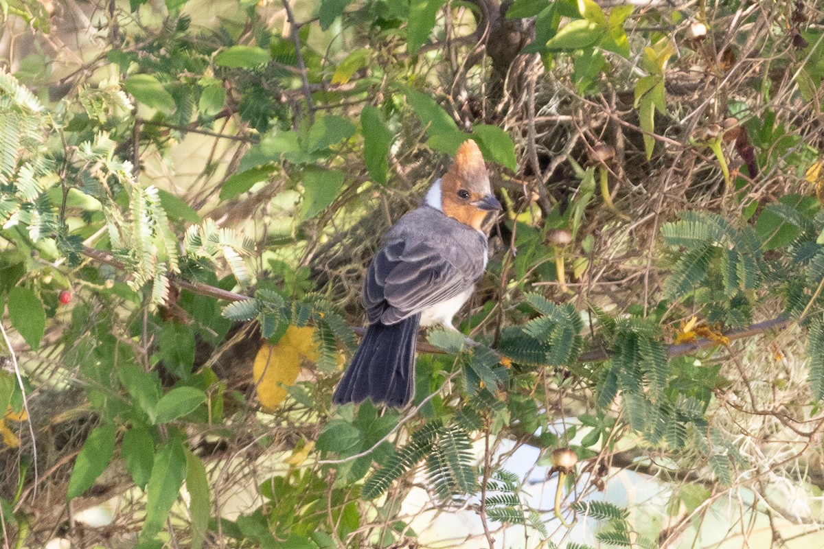 Red-crested Cardinal - ML645667676