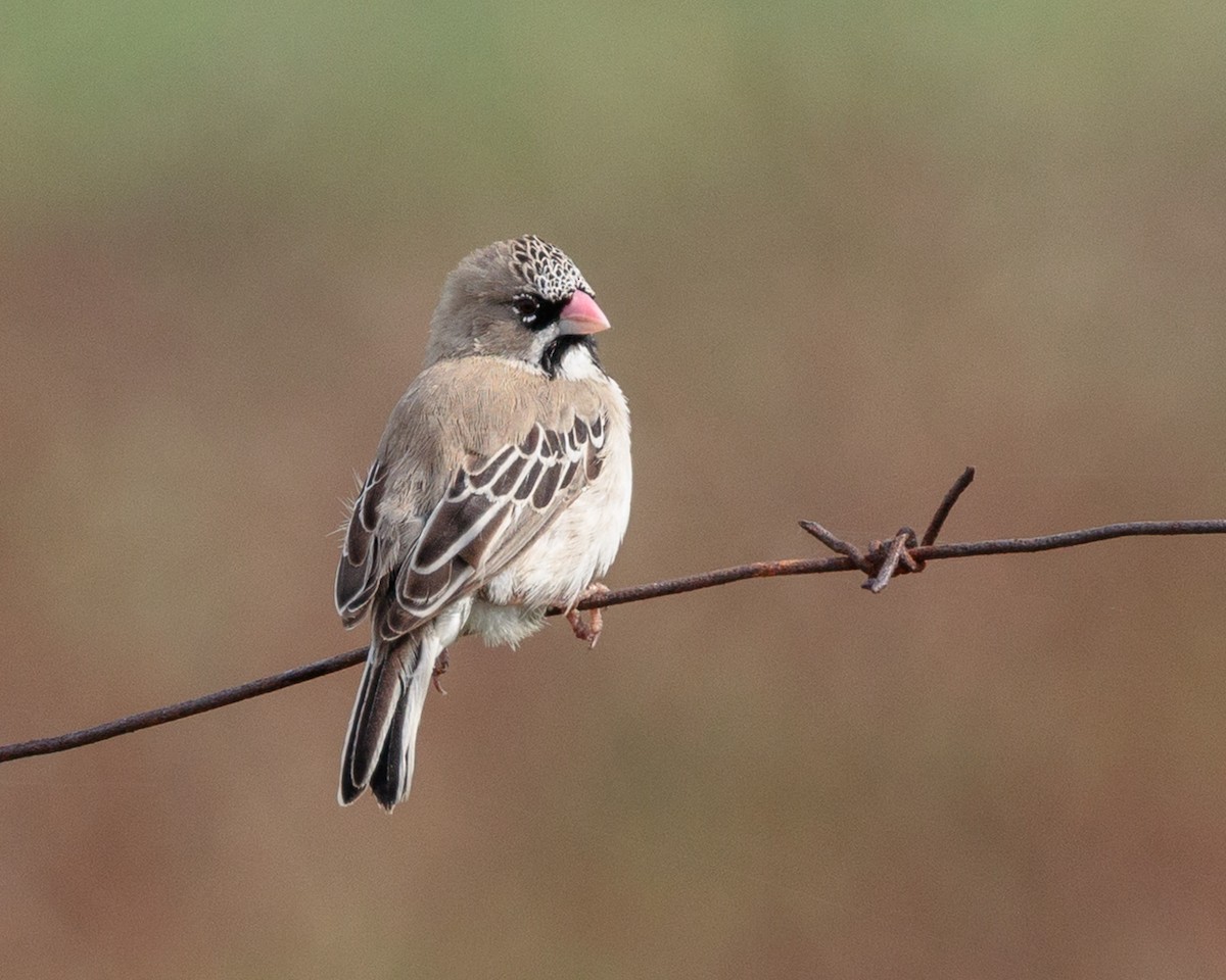 skjeggvever - ML645667677