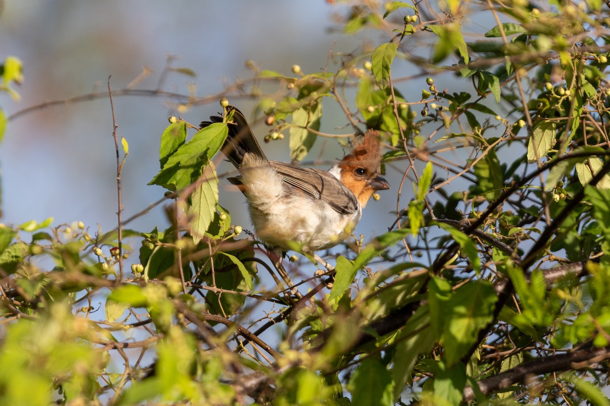 Red-crested Cardinal - ML645667678