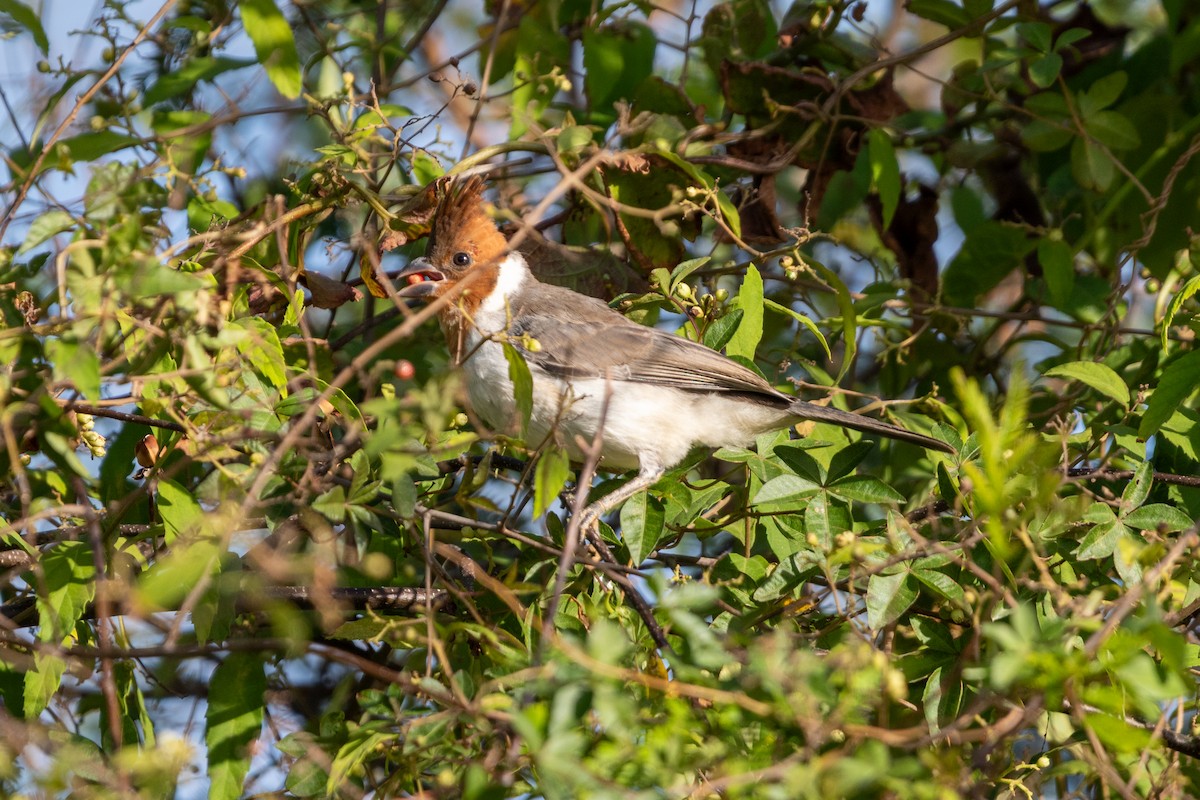 Red-crested Cardinal - ML645667679
