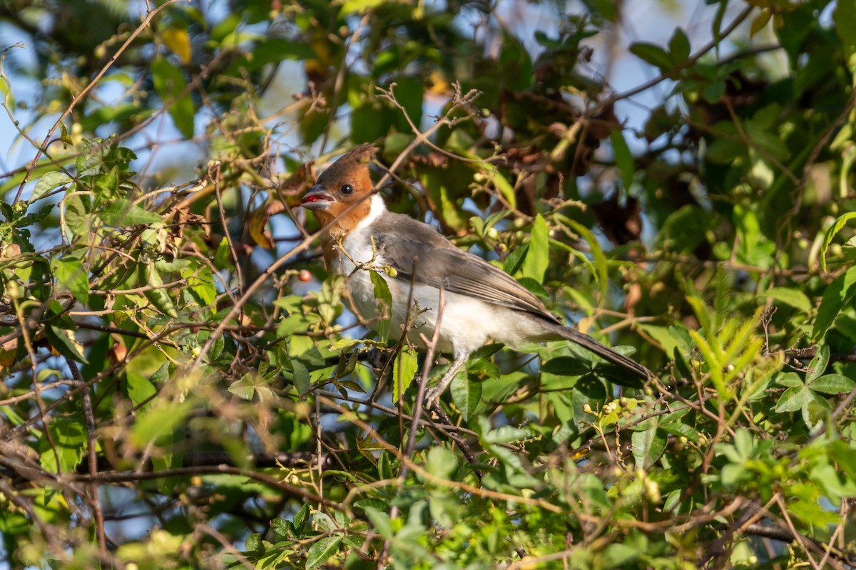 Red-crested Cardinal - ML645667680