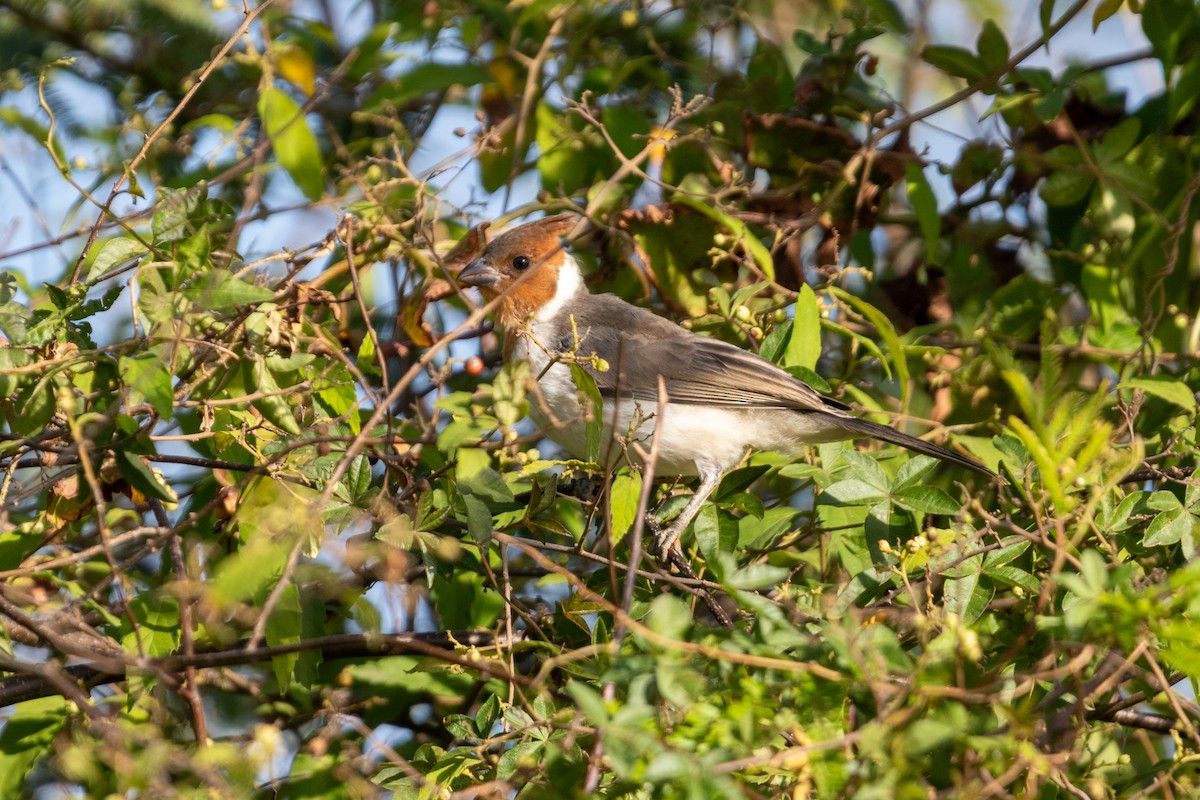 Red-crested Cardinal - ML645667681