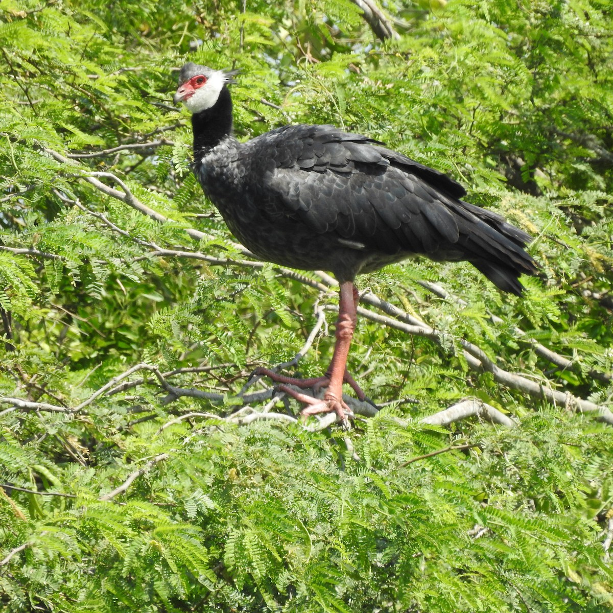 Northern Screamer - ML645667683