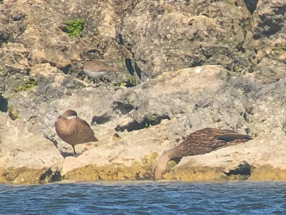 ostralka bělolící - ML645667687