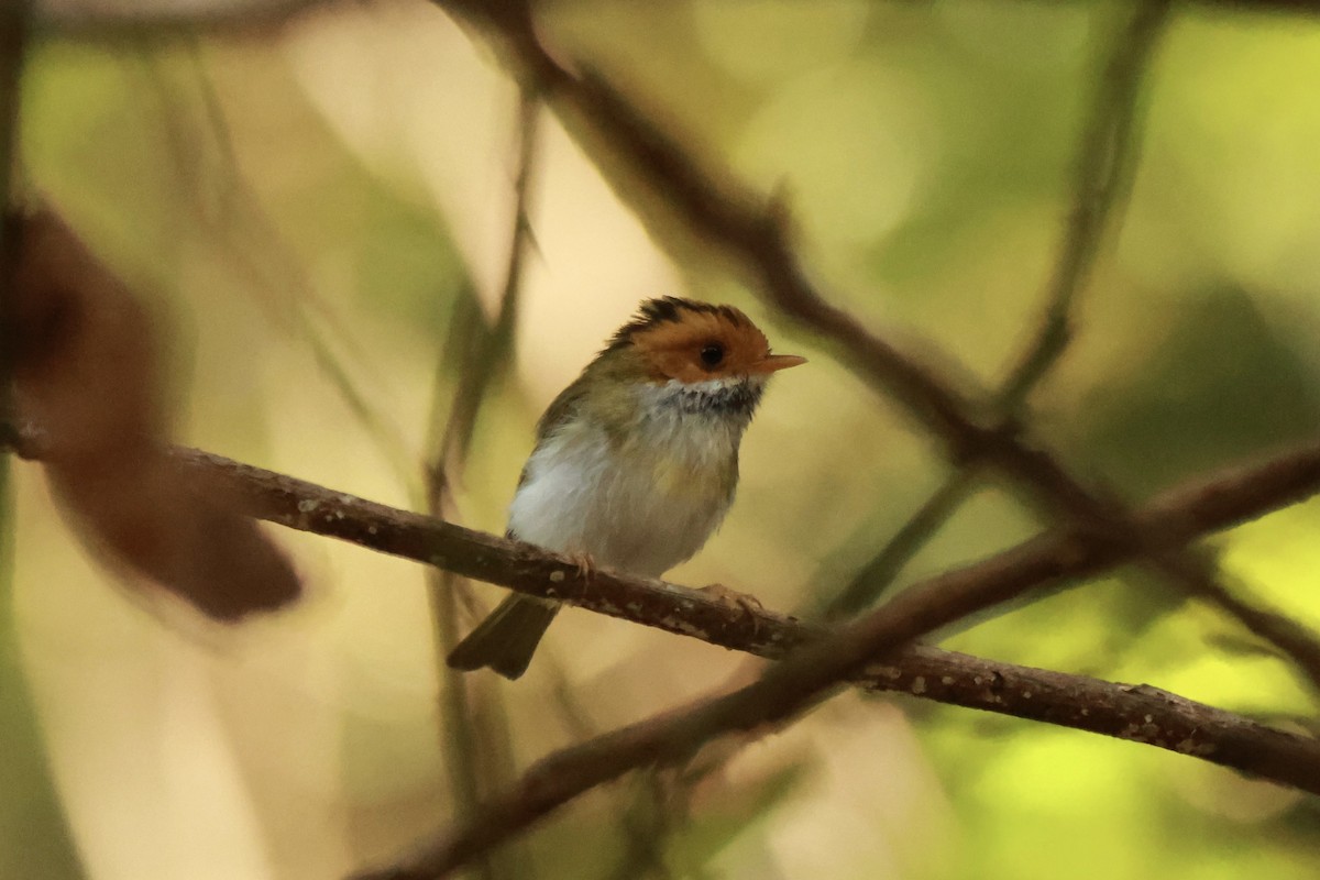 棕面鶯 - ML645667696