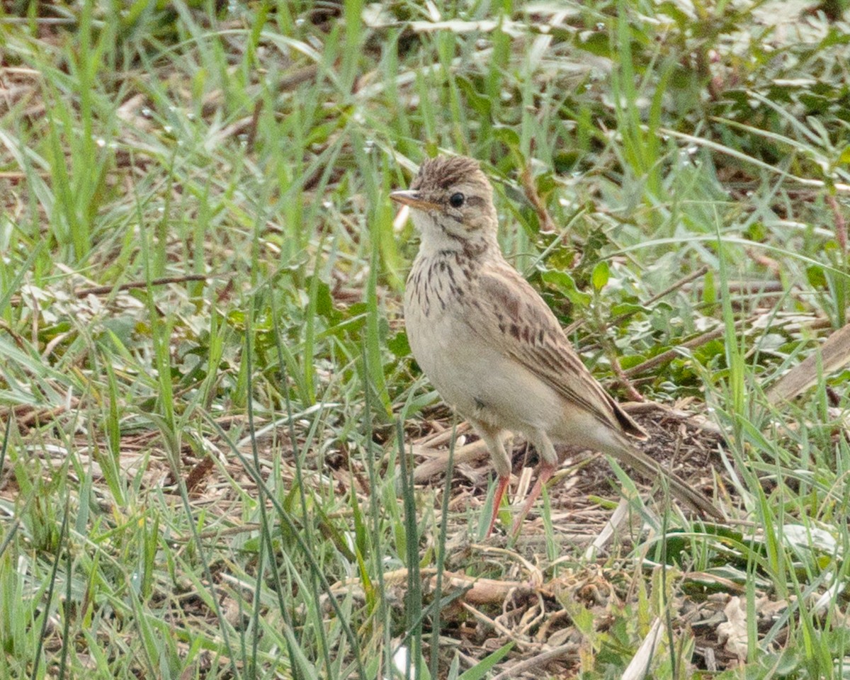 savannepiplerke - ML645667698