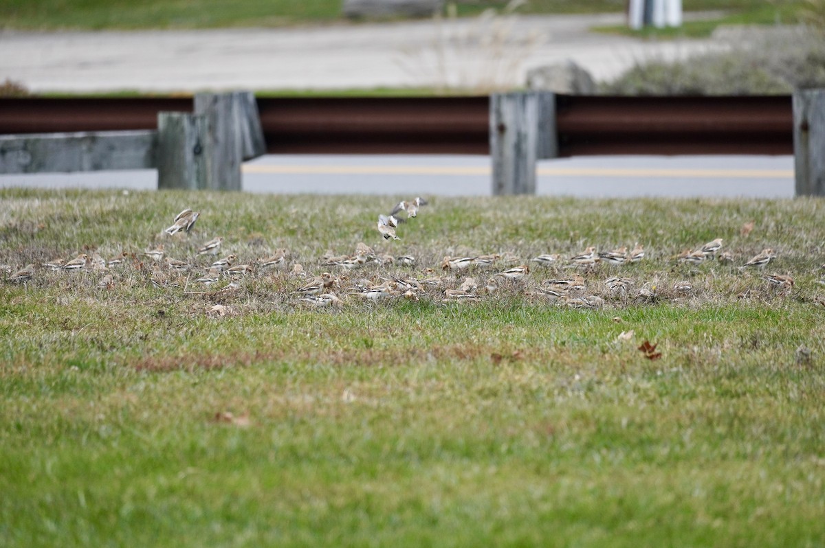 Plectrophane des neiges - ML645667705