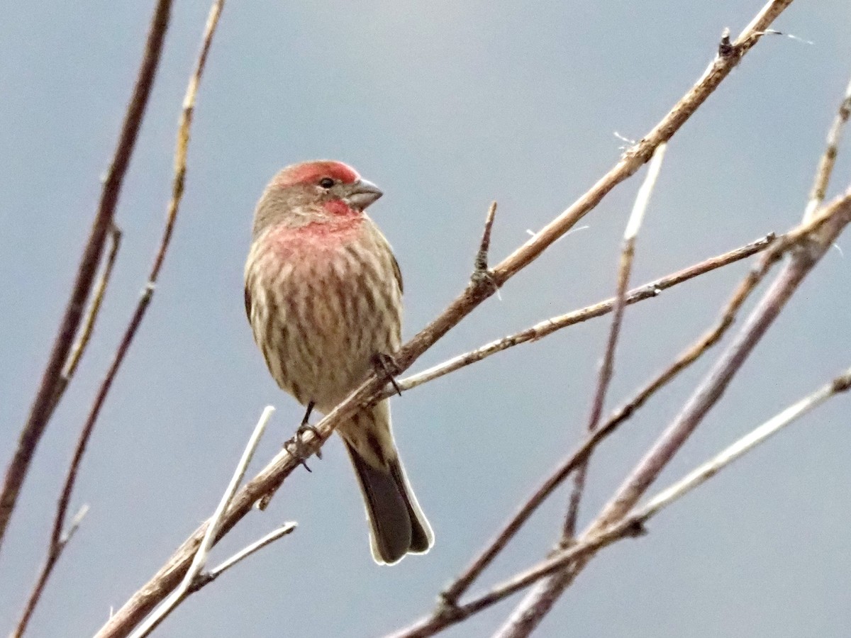 House Finch - ML645667707