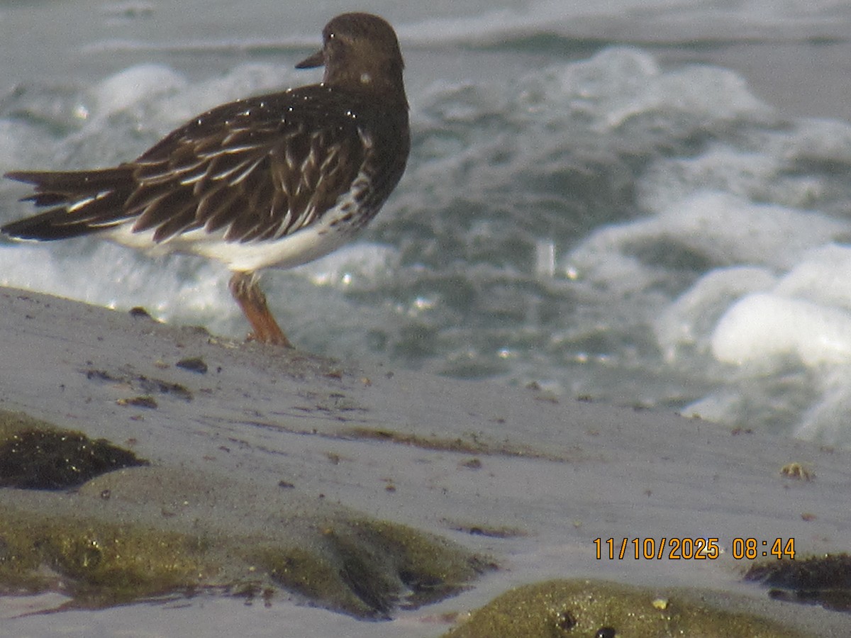 Black Turnstone - ML645667709