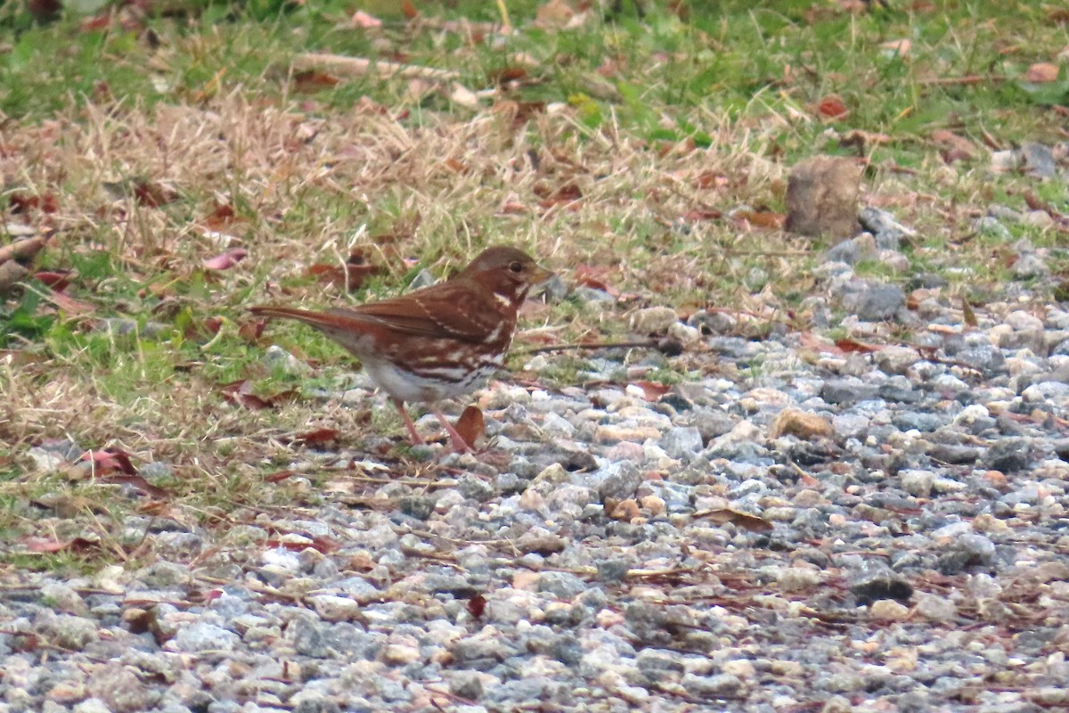 revespurv - ML645667711