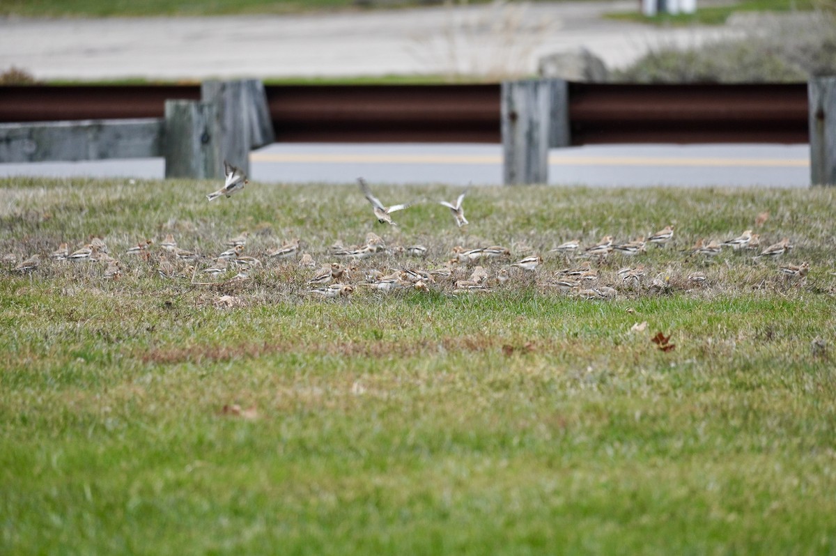 Plectrophane des neiges - ML645667713