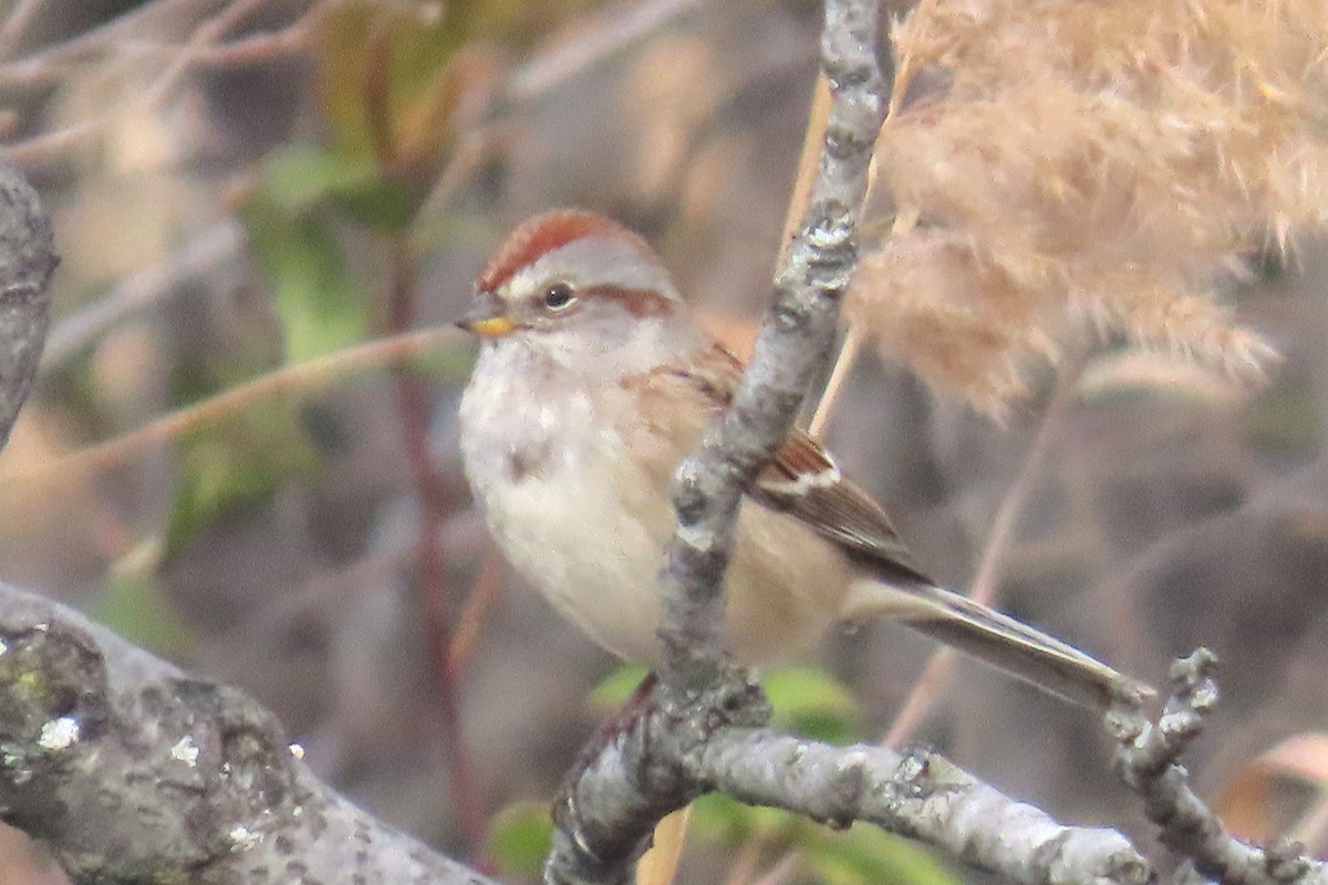 bjørkespurv - ML645667721