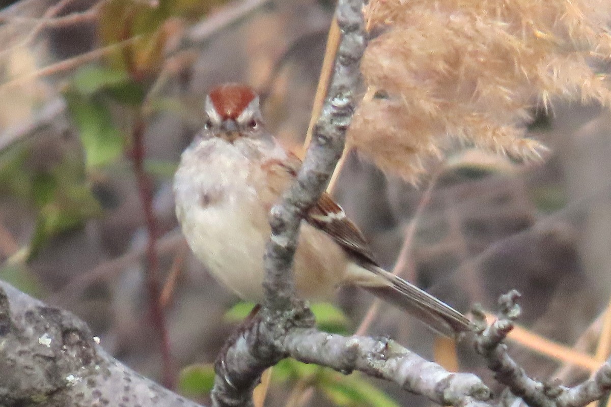 bjørkespurv - ML645667722