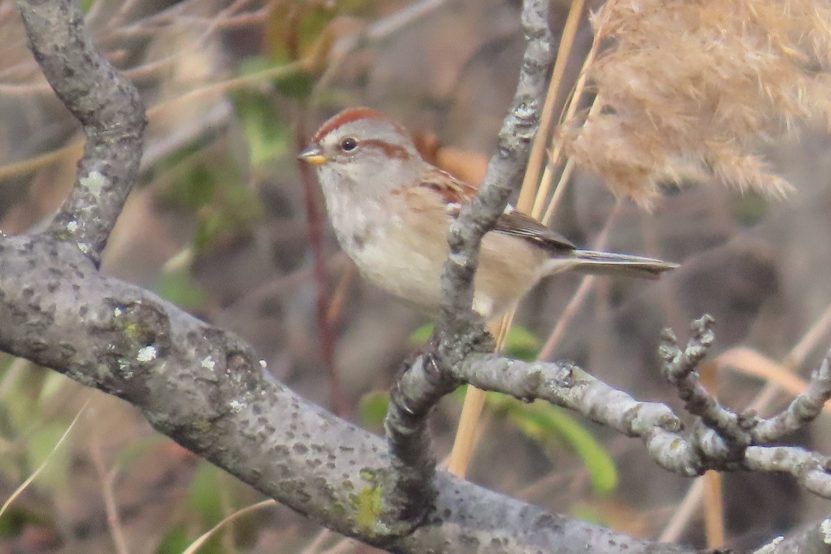 bjørkespurv - ML645667724