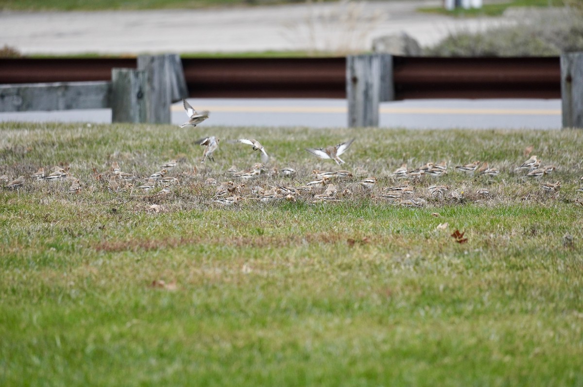 Plectrophane des neiges - ML645667727