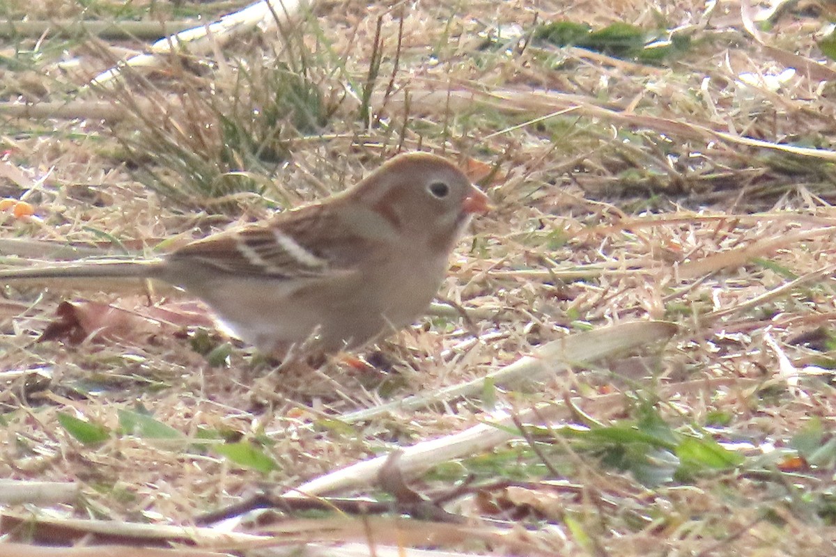 markspurv - ML645667728