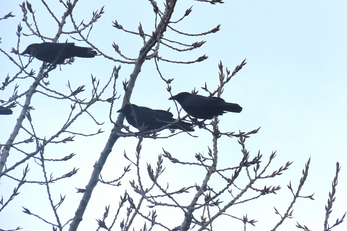 fiskekråke - ML645667741