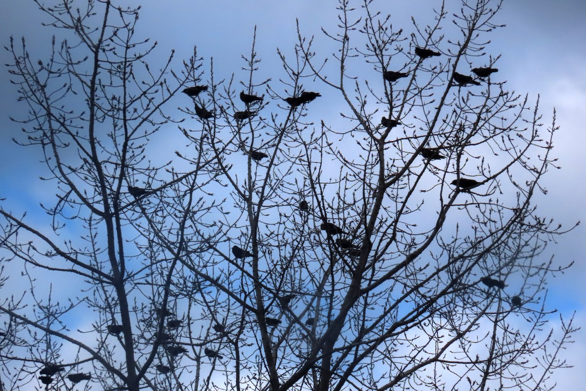 fiskekråke - ML645667742