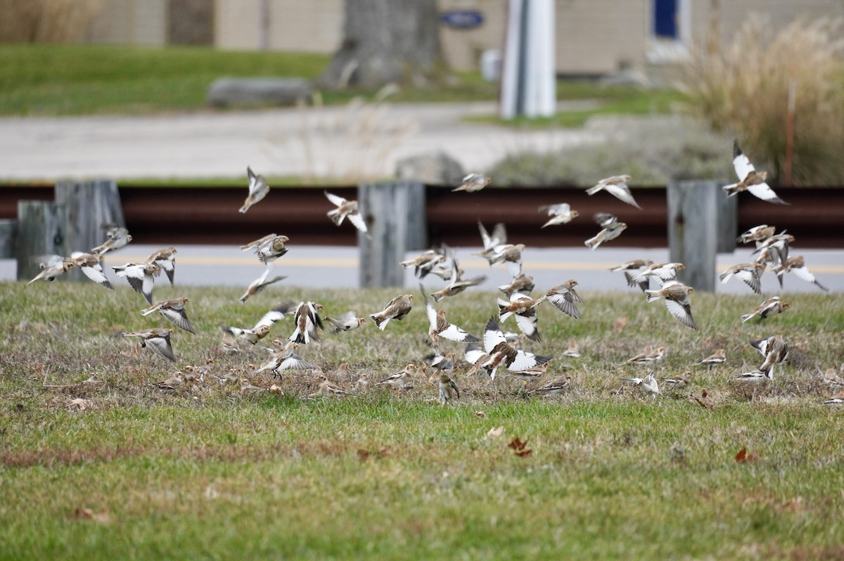 Plectrophane des neiges - ML645667744