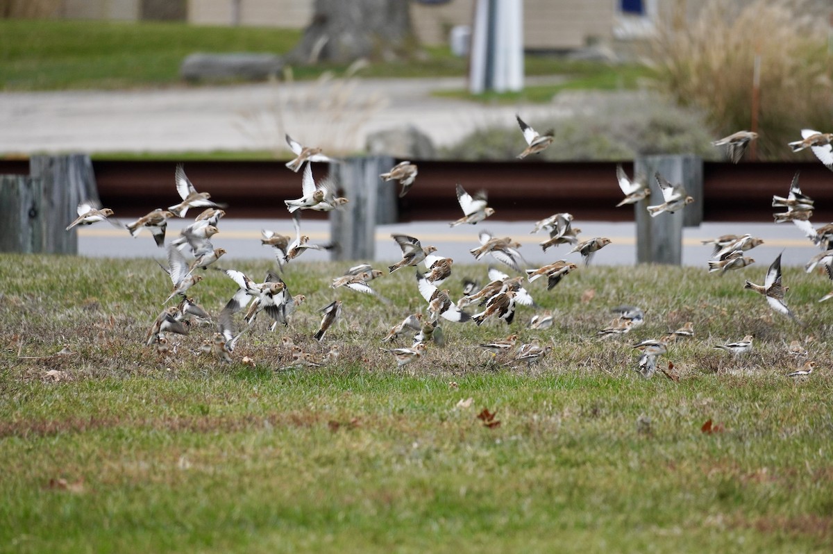 Plectrophane des neiges - ML645667751