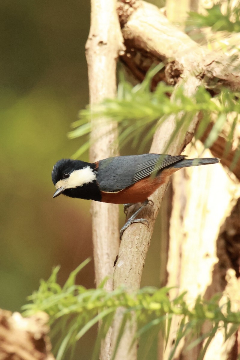 赤腹山雀 - ML645667757