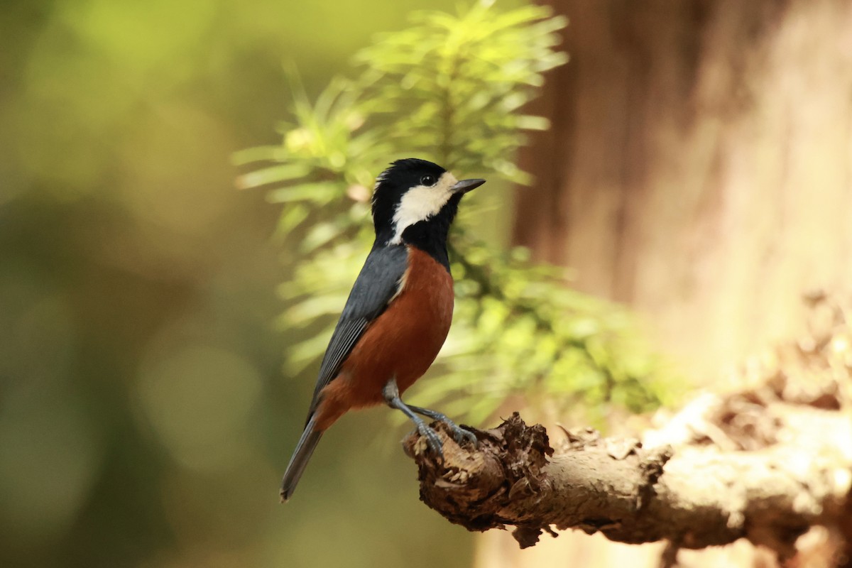 赤腹山雀 - ML645667758