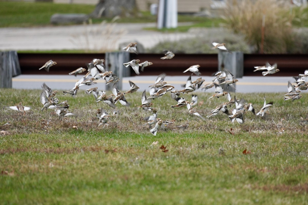 Plectrophane des neiges - ML645667759