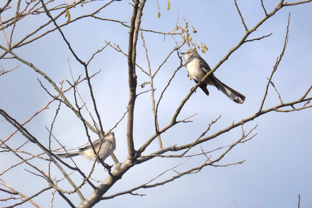 sangspottefugl - ML645667761