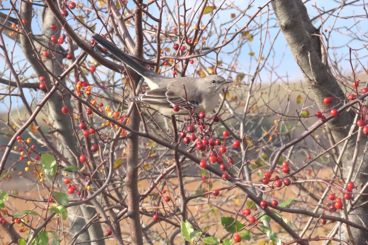 sangspottefugl - ML645667762