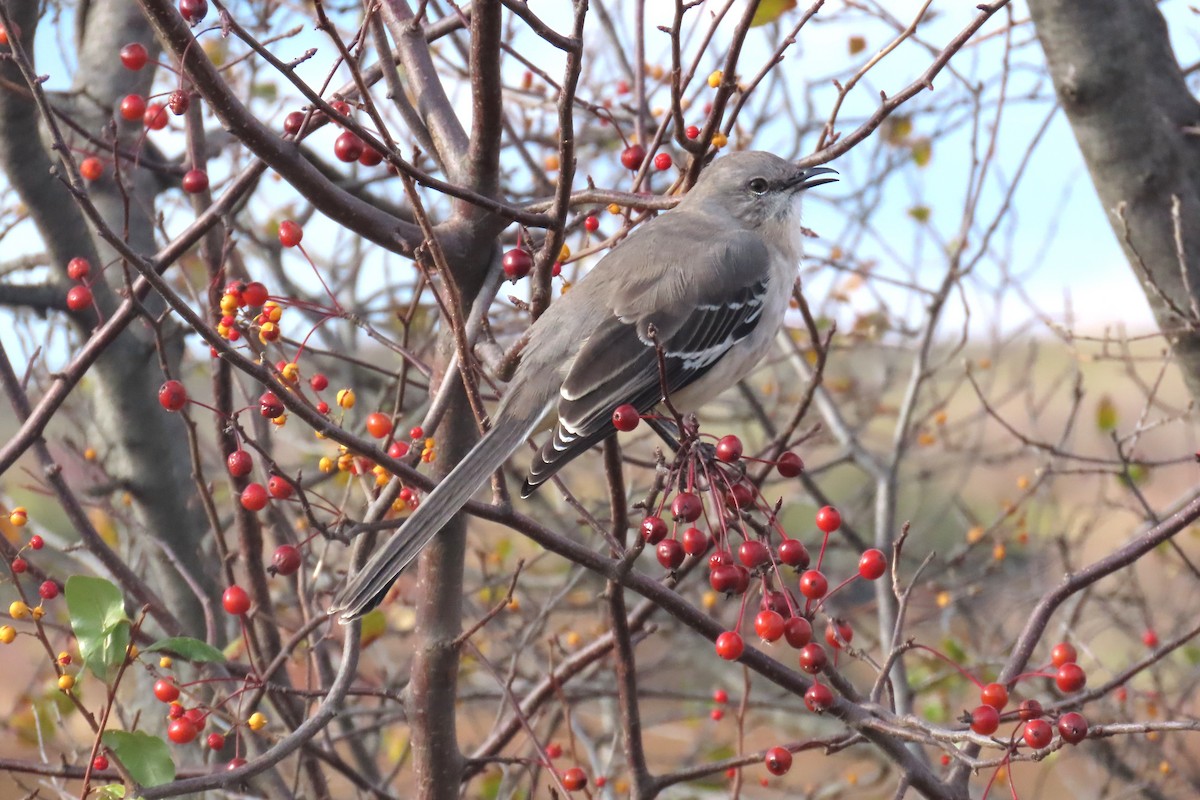 sangspottefugl - ML645667763