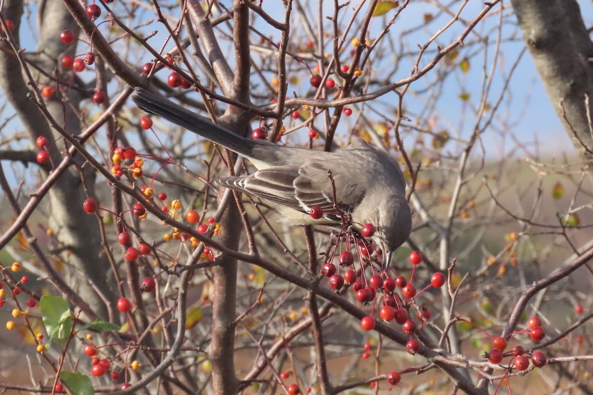 sangspottefugl - ML645667764