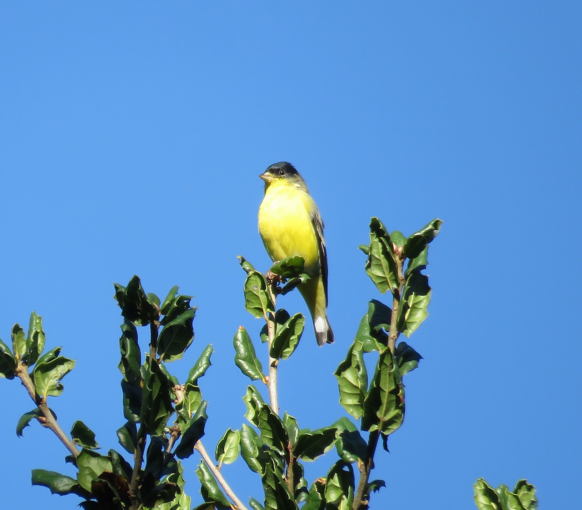 Lesser Goldfinch - ML645667771
