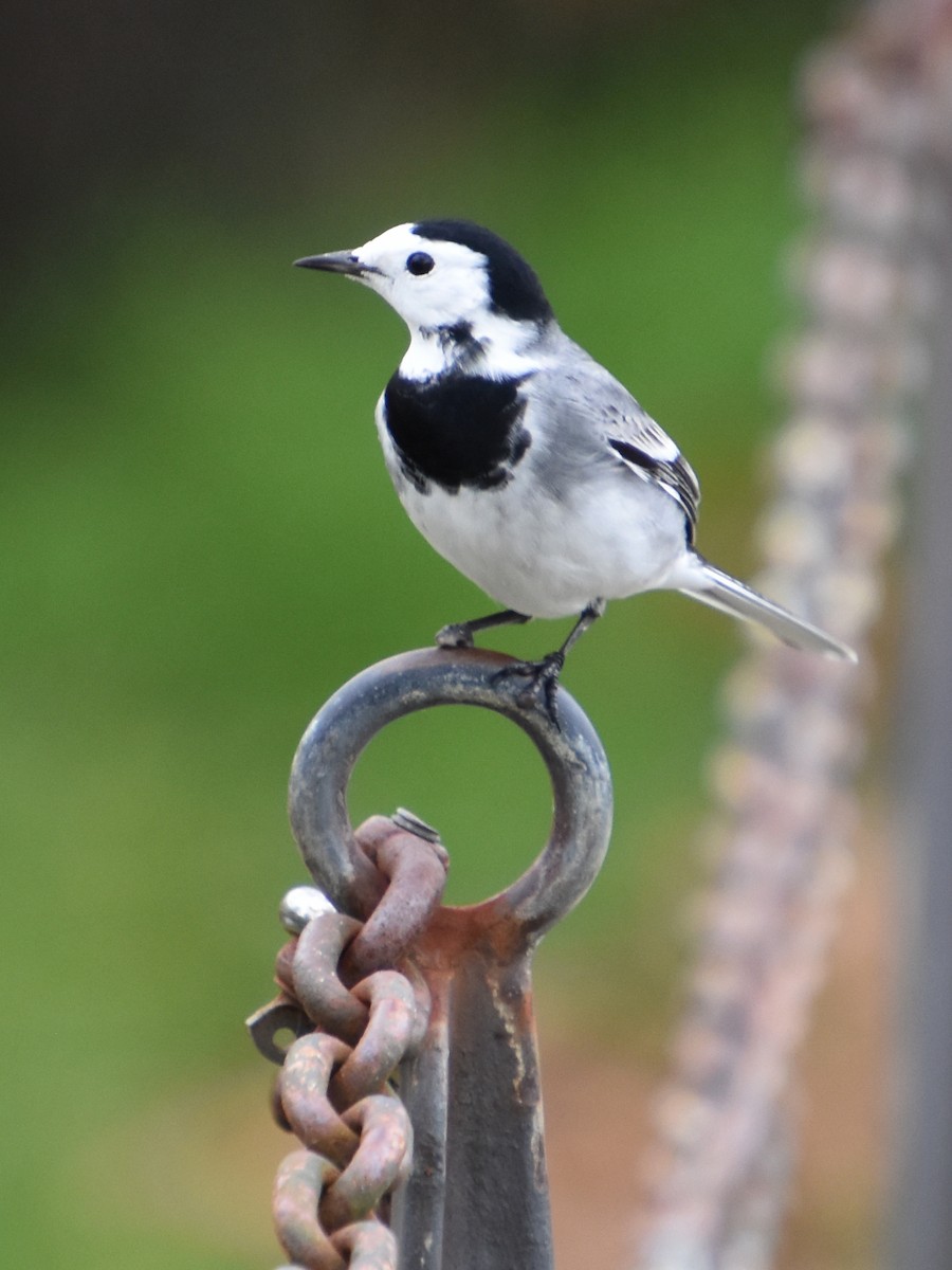 White Wagtail - ML645667776