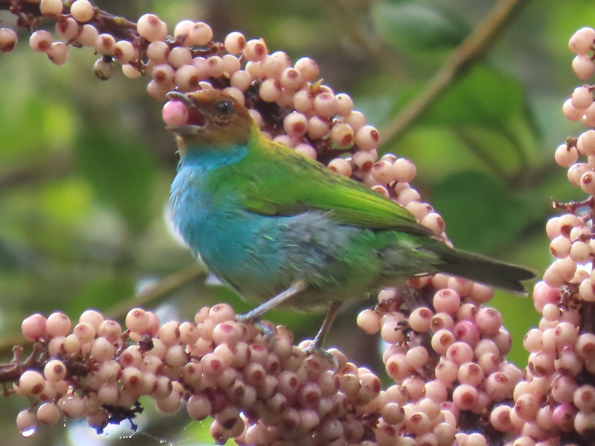 Tangara Cabecibaya - ML645667778