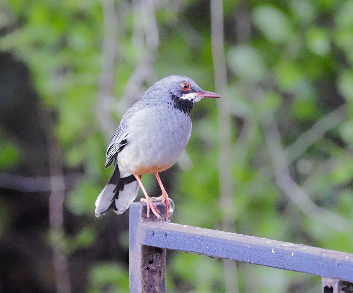 Western Red-legged Thrush - ML645667783