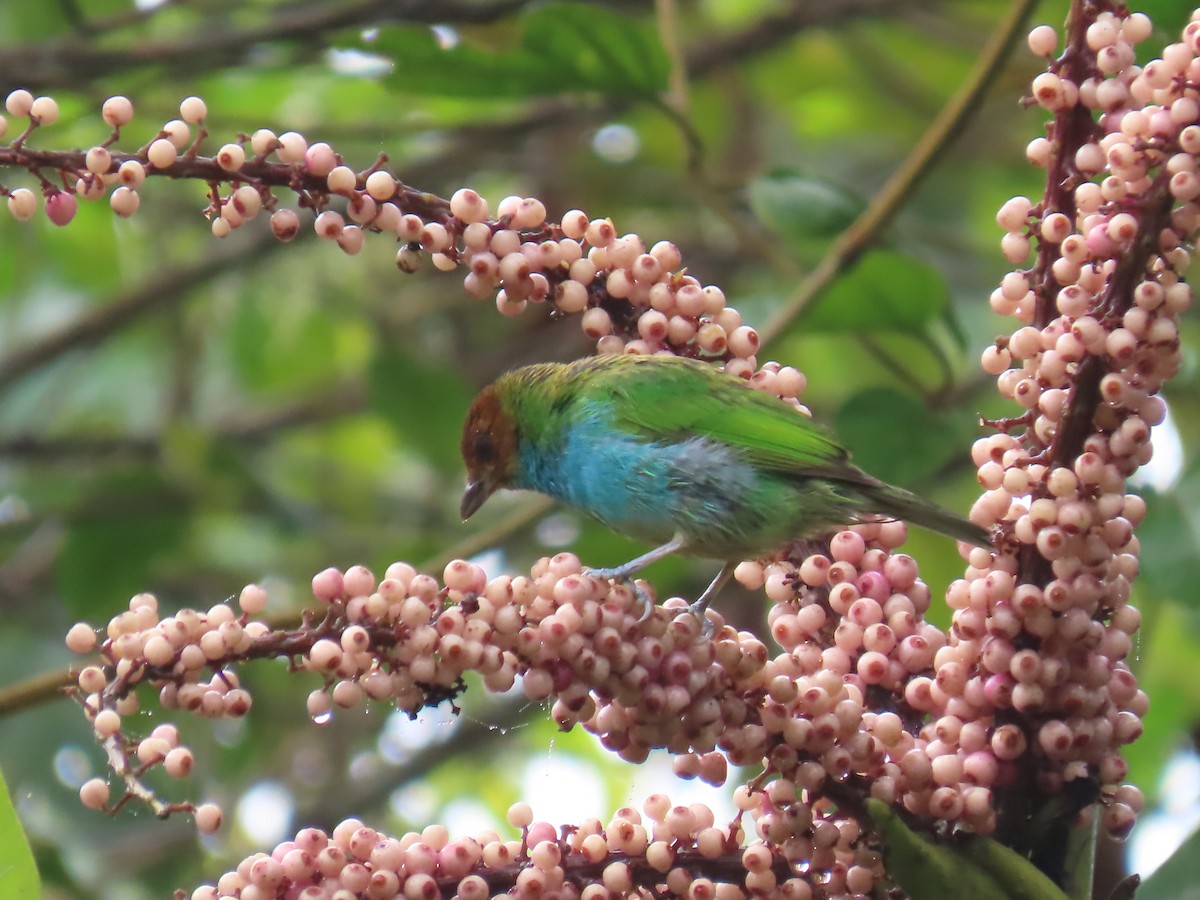 Tangara Cabecibaya - ML645667786