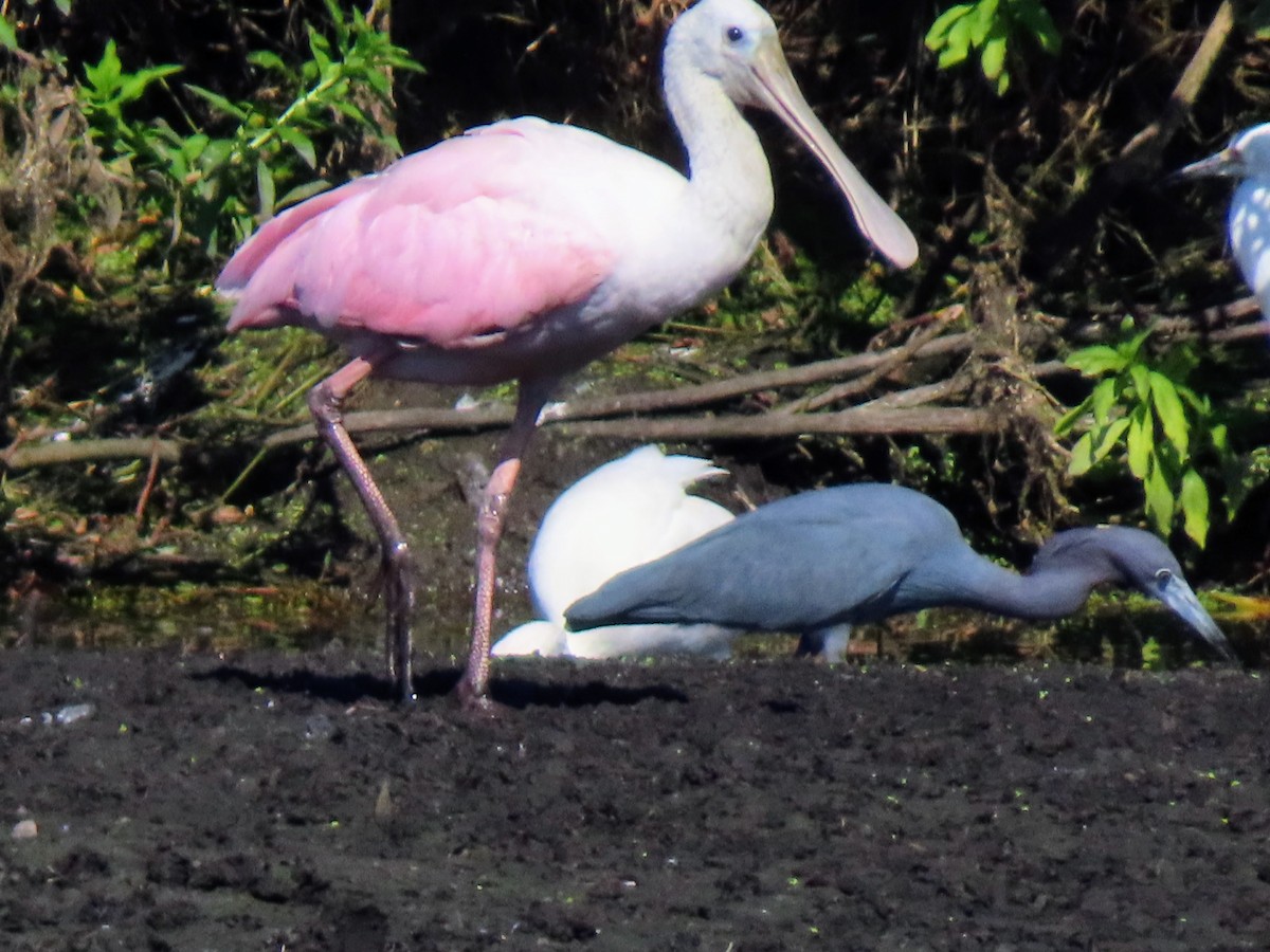 Little Blue Heron - ML645667790