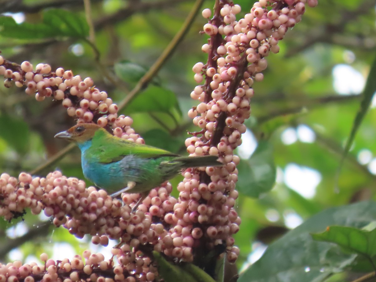 Tangara Cabecibaya - ML645667797