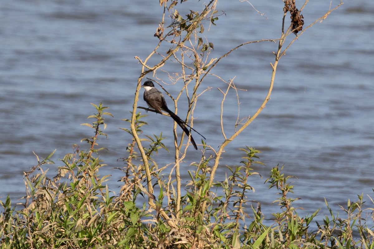 Fork-tailed Flycatcher (savana) - ML645667813