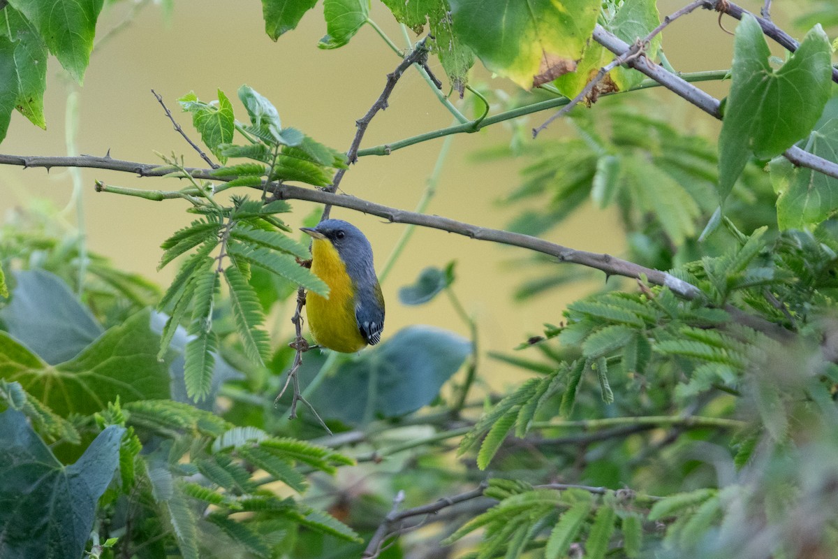 Tropical Parula - ML645667820