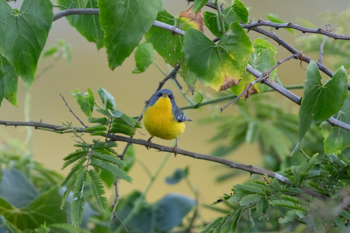 Tropical Parula - ML645667821