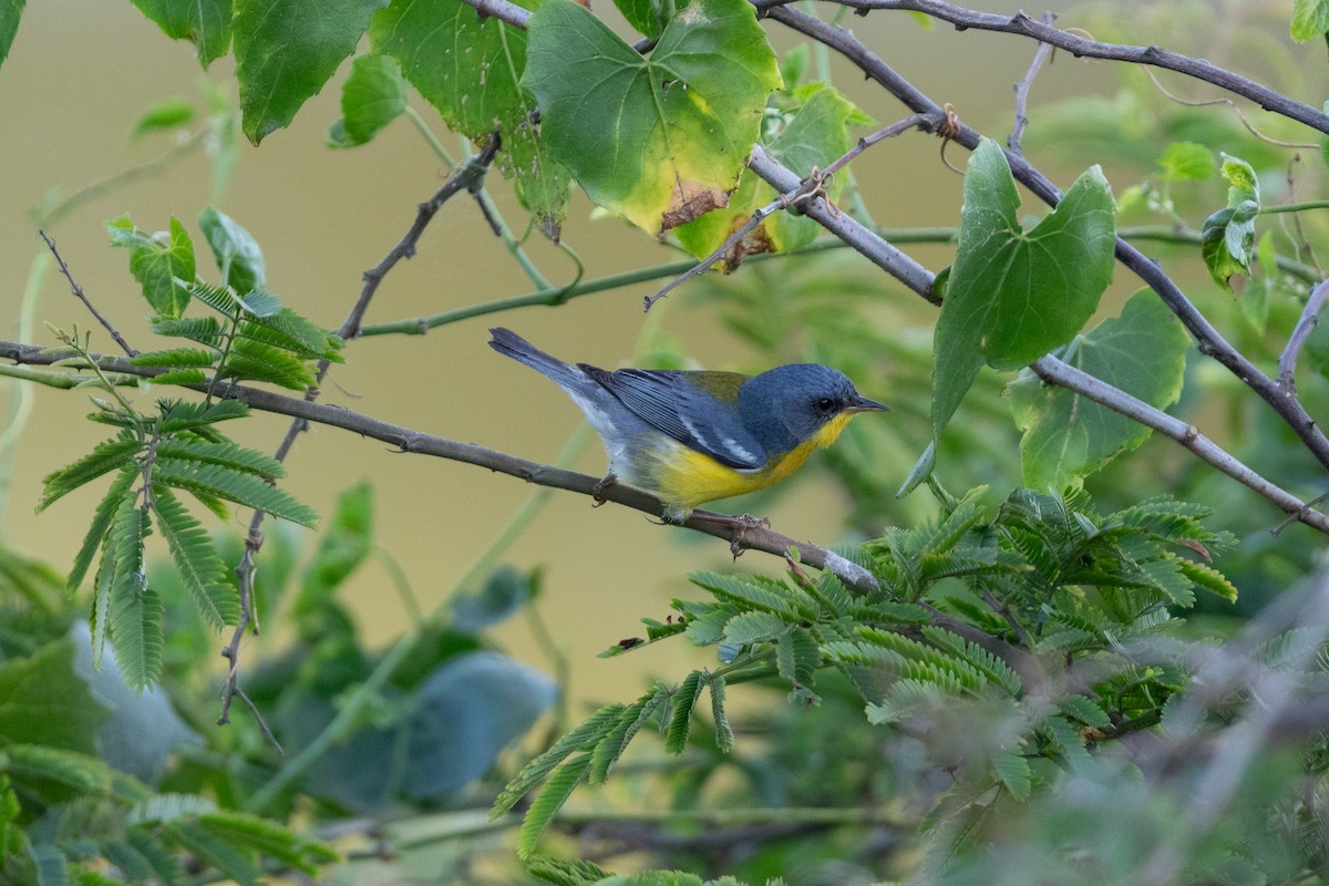 Tropical Parula - ML645667822